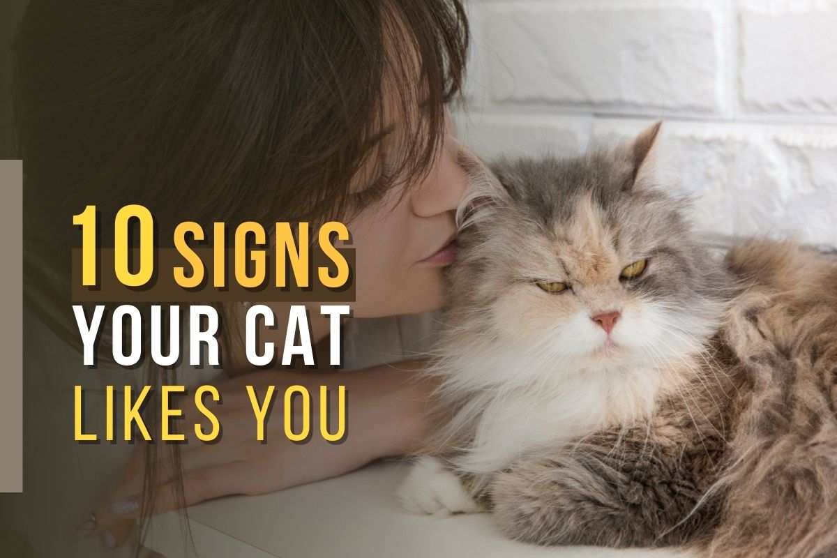 10 Surprising Signs Your Cat Likes You