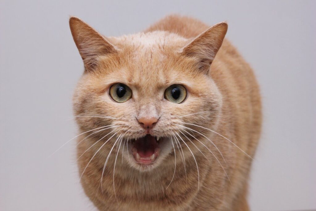 A cat with open mouth showing its teeth
