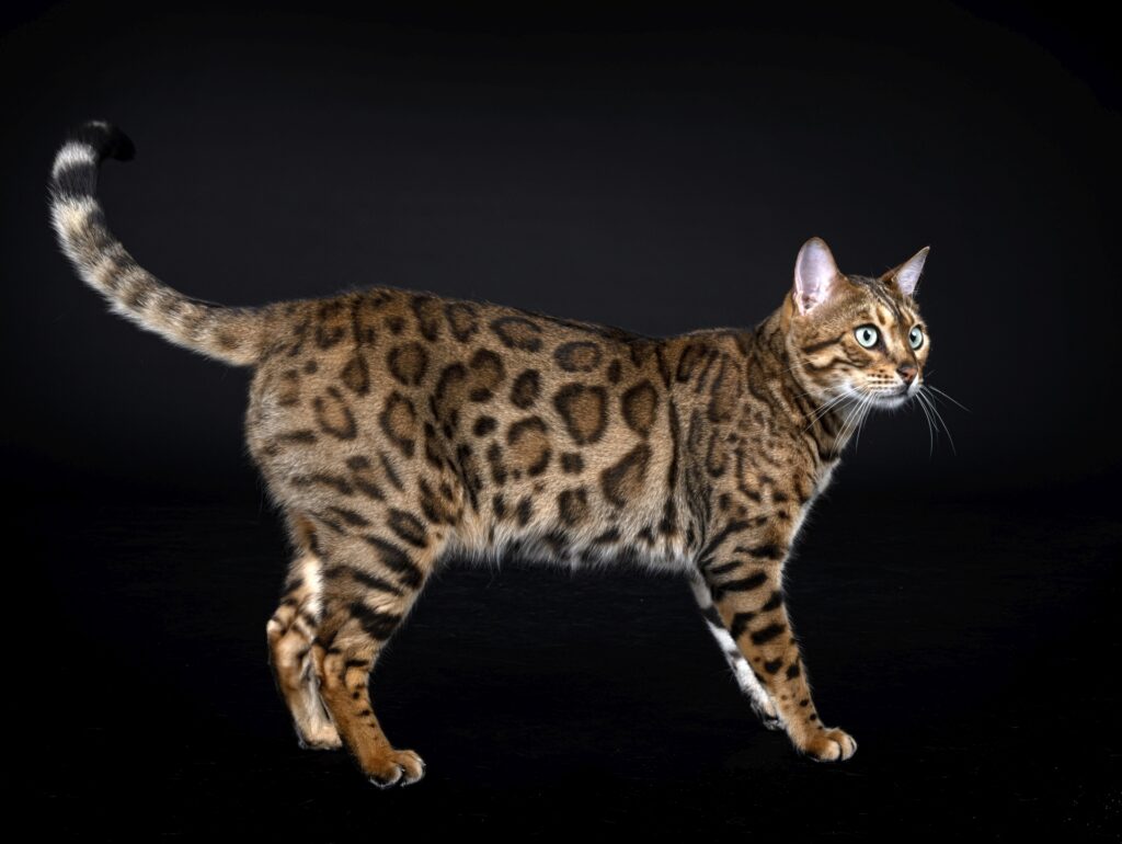 An amazing leopard-like Bengal cat