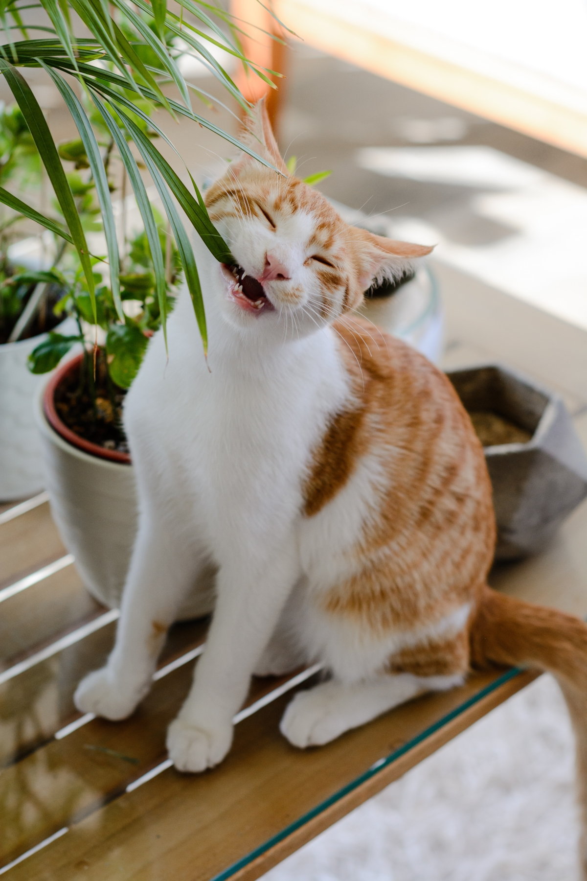 Quirky Cat Behaviors - 5 Reasons Why They Happen