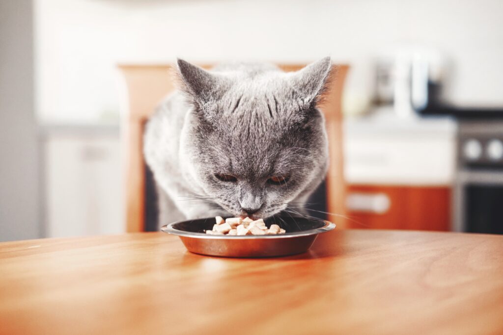 Cat eating food from bowl