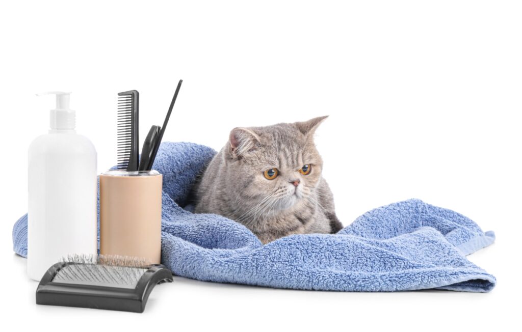 Cat with grooming kit