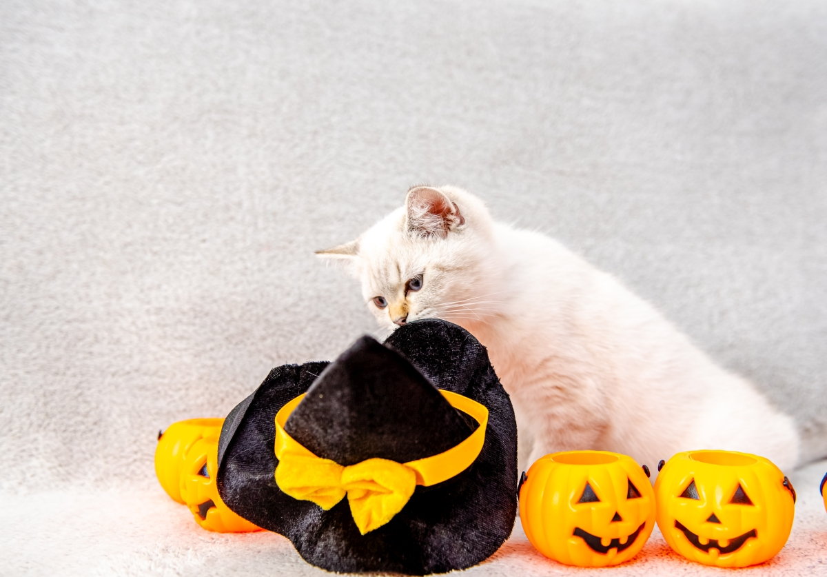DIY Costumes for Your Cat This Halloween