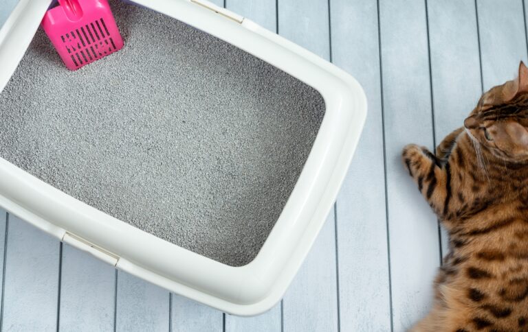 8 Reasons Why My Cat Is Not Using a Litter Box?