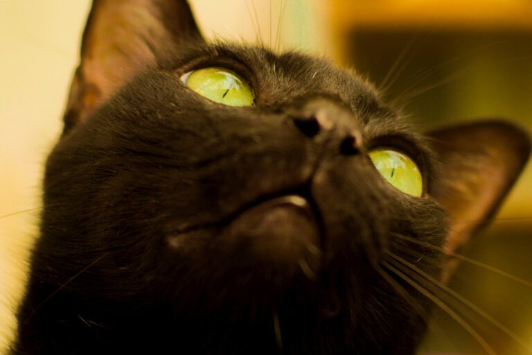 Is A Cat's Night Vision Different From Humans'? How and Why?