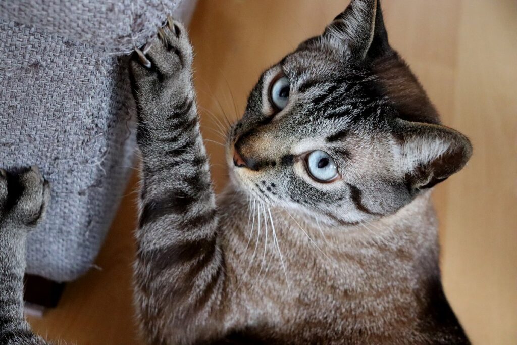 Cat scratching the fabric sofa