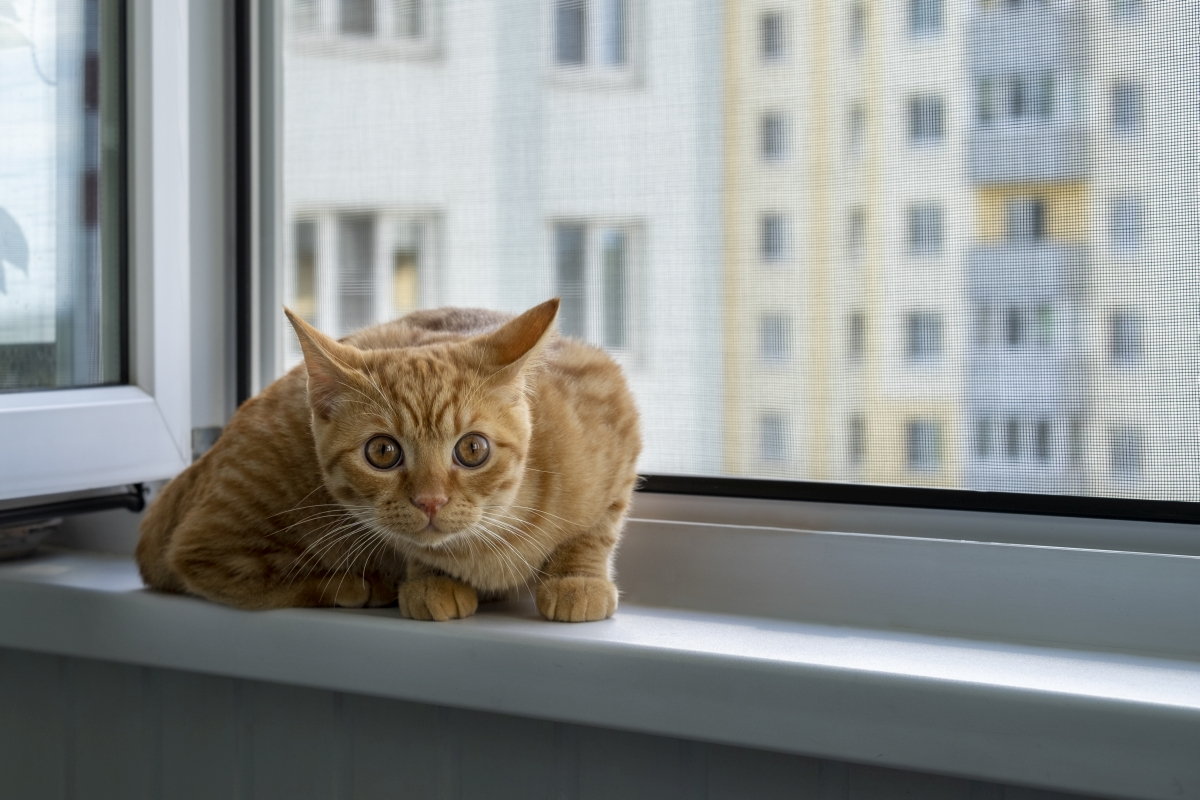 Do Cats Feel Separation Anxiety? What Do Studies Say About It