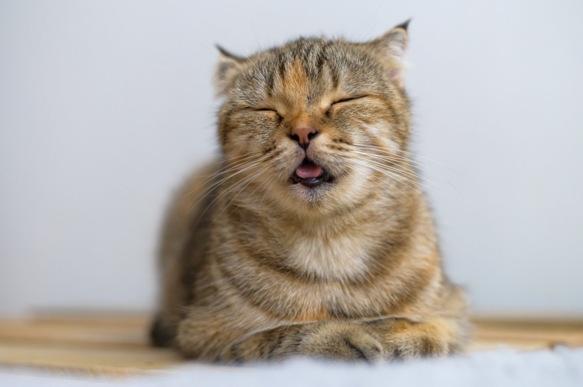 8 Essential Tips for Managing Cat Allergies