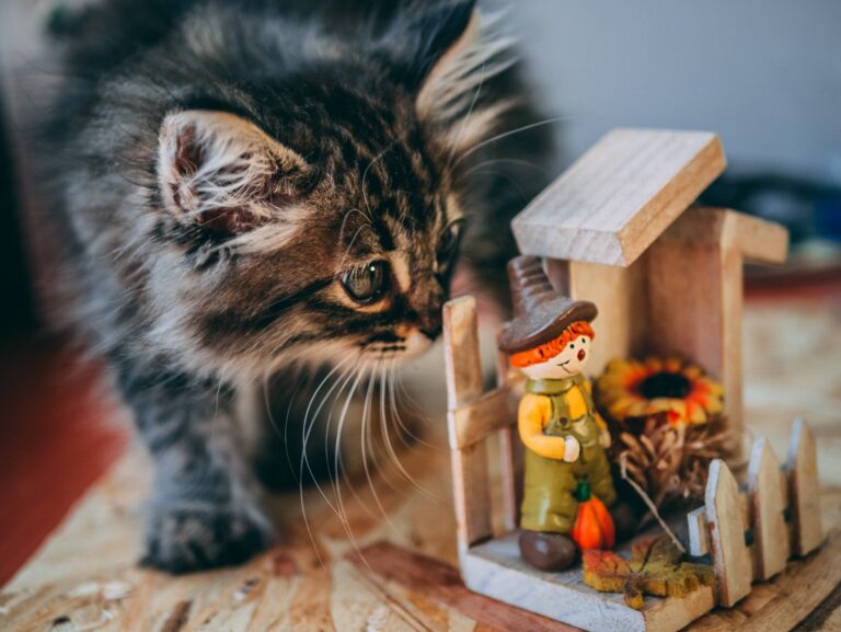 8 Tips for Cat Proofing Your Home and Furniture