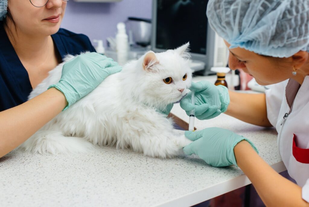 A vet is vaccinating a white cat