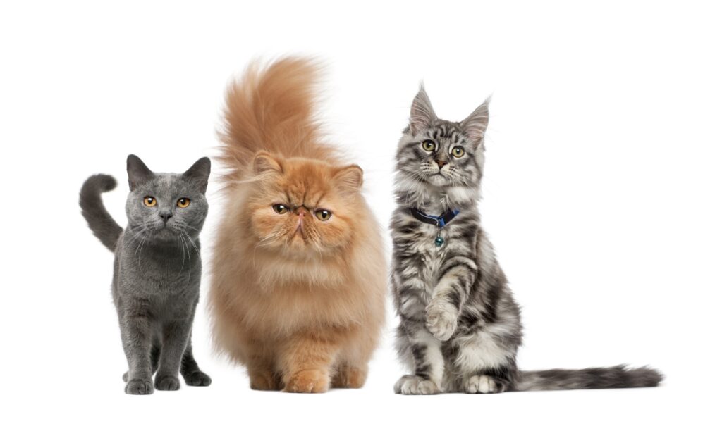 Maine Coon, Persian and Chartreux cats