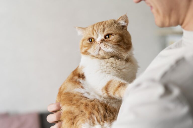 How to Understand Your Cat Better?