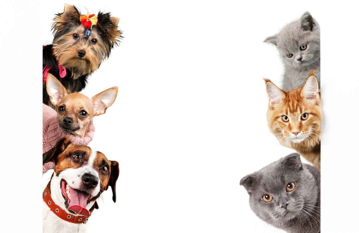 A Guide on Why Dog Breeds Look Different but Cats Don’t