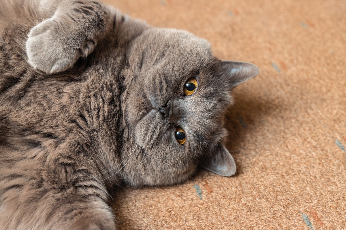 12 Tips to Help Your Cat Lose Weight