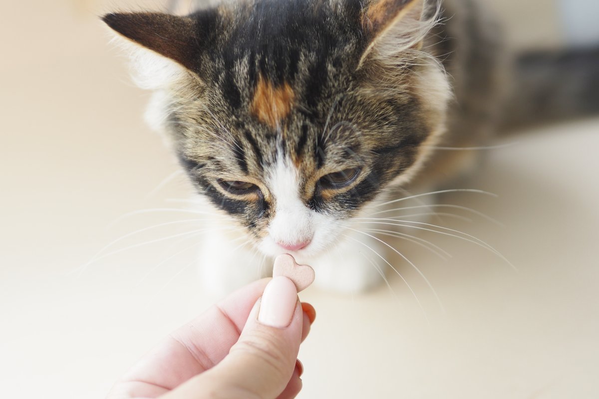Ten Tips to Care for Your Cat