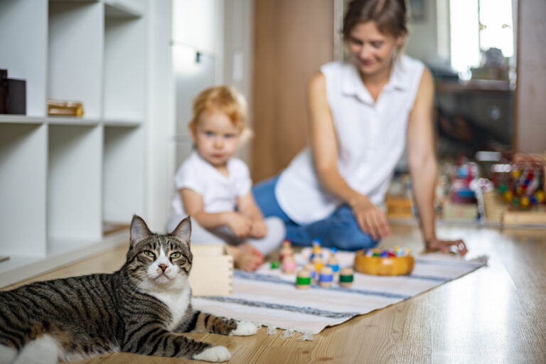 Cat Behaviors May Reflect Their Owner’s Personality Traits - Is This True?