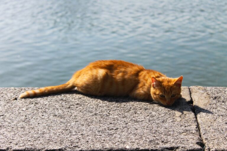 10 Reasons Why Some Cats Hate Water and Some Like It