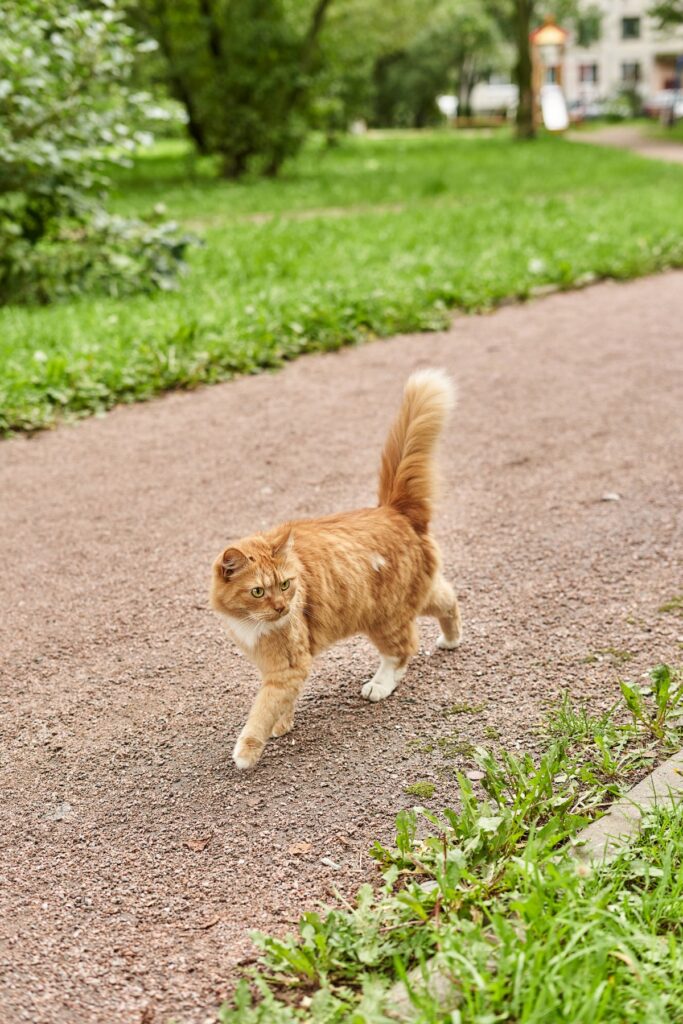 A ginger cat walking with raised tail