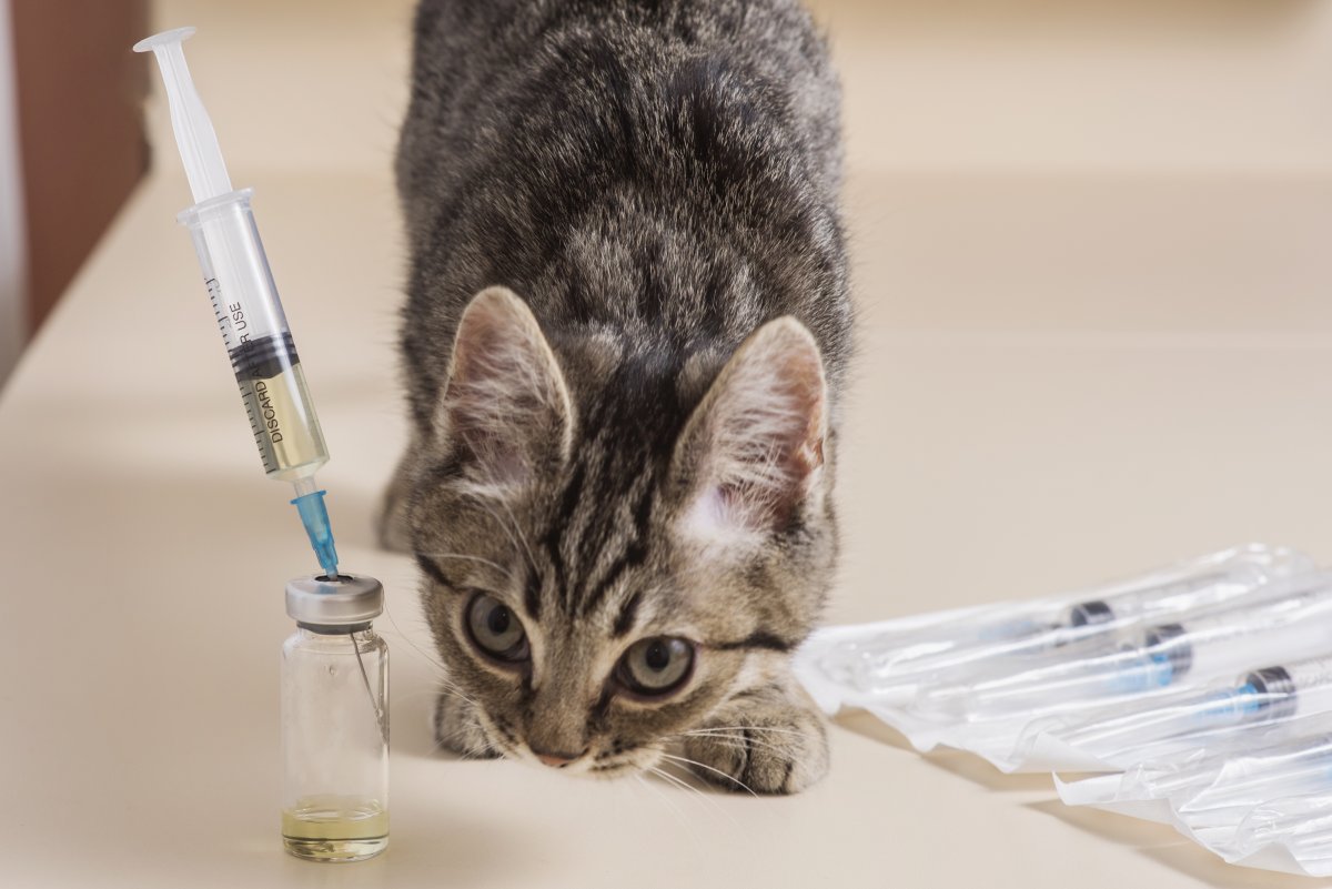 Is It Necessary To Vaccinate A Cat? A Guide for Different Types of Vaccinations