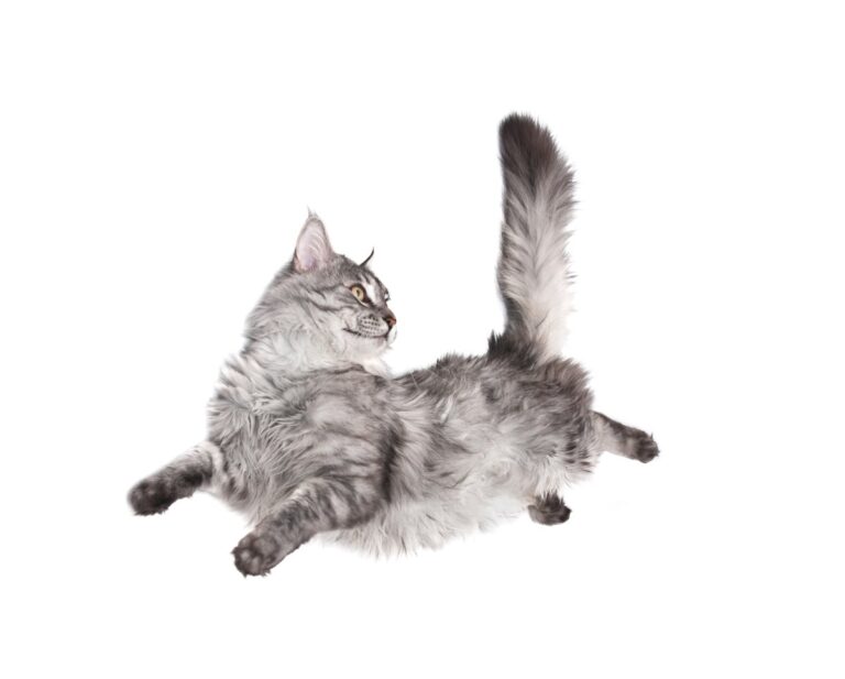 Find Out the Reasons Why Cats Wiggle Their Butts Before They Pounce