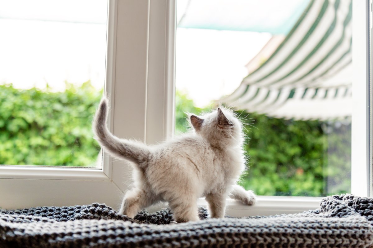 Cats - Indoors or Outdoors? What Is the Life Expectancy?