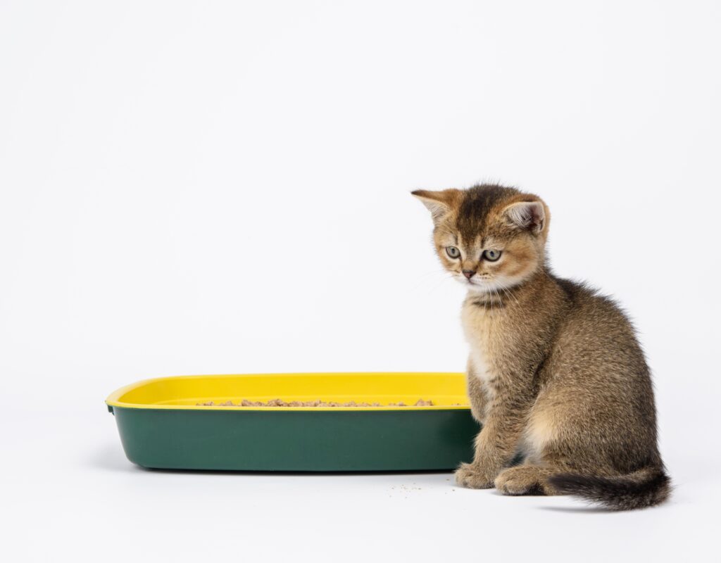 A kitten is sitting beside a litter box