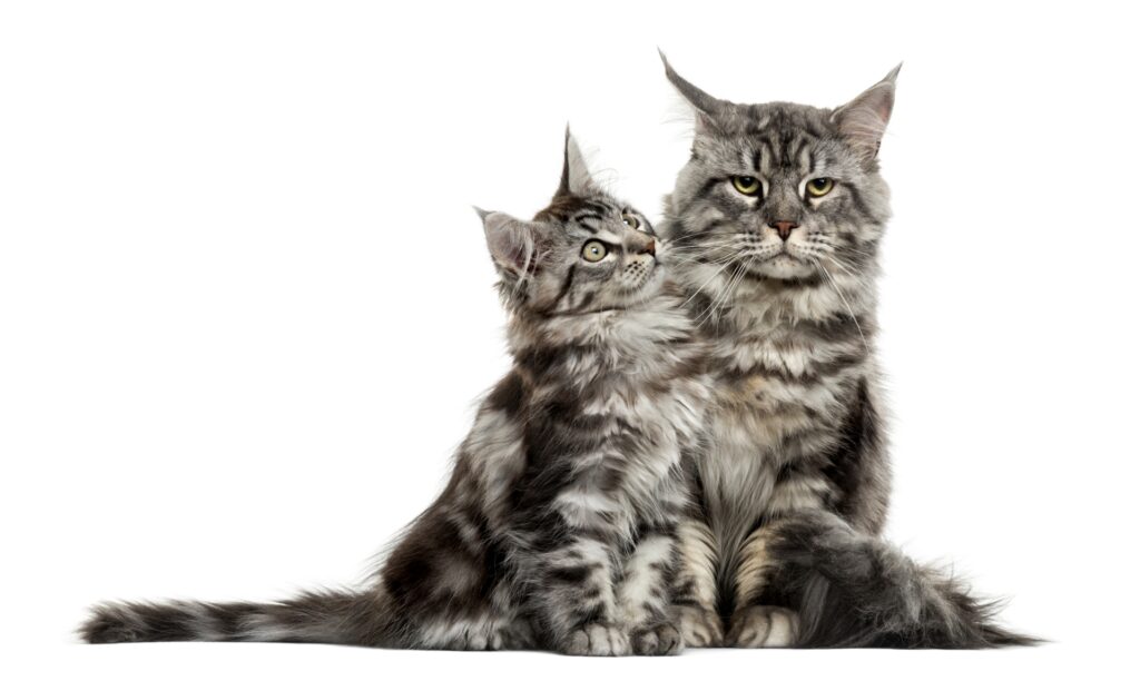 Maine coon kitten and mother