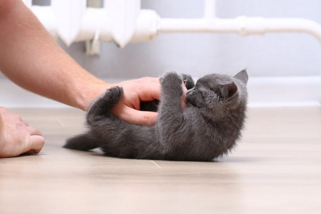 Gray kitten biting its owner's finger