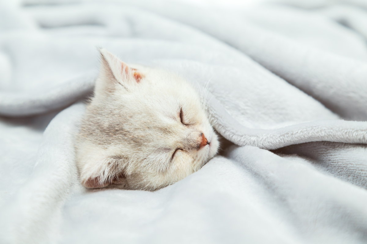 8 Reasons Your Cat May Be Sleeping All-Day