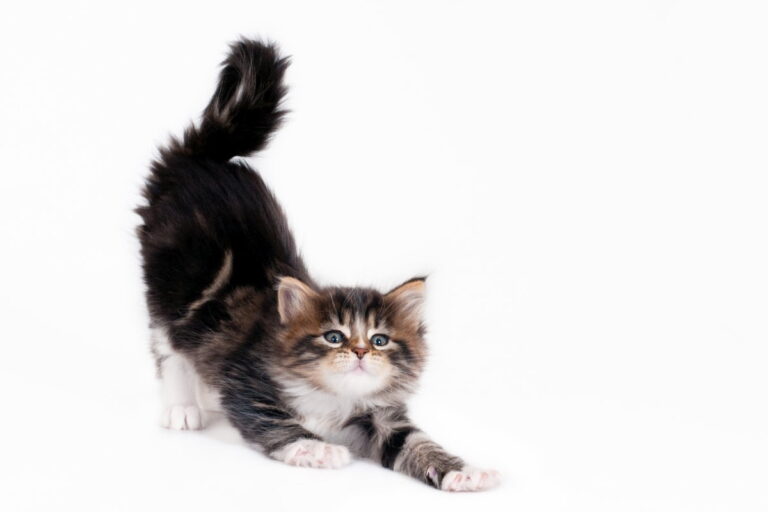 8 Reasons Why Do Cats Stretch So Much