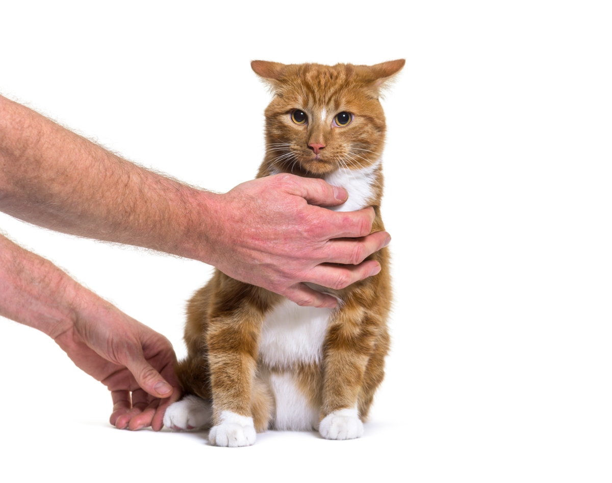 Finding The Right Cat Trainer