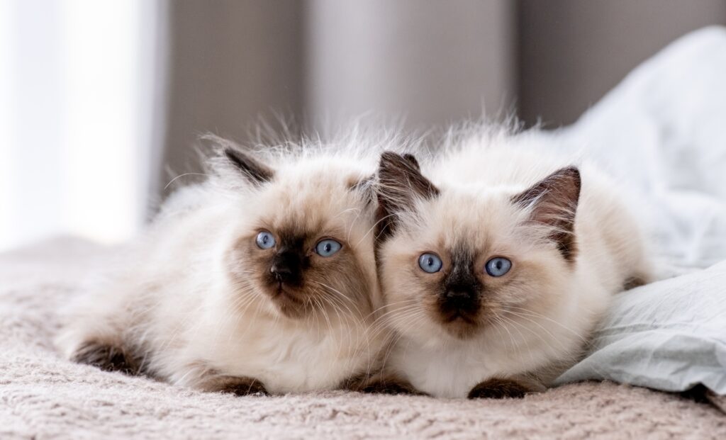 Ragdoll kittens on the bed