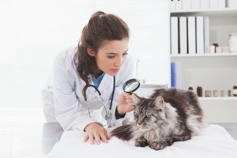 Health Problems in Cats and How to Identify Them