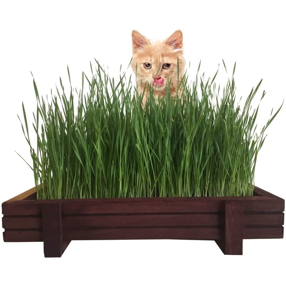 A Cat Grass Planter