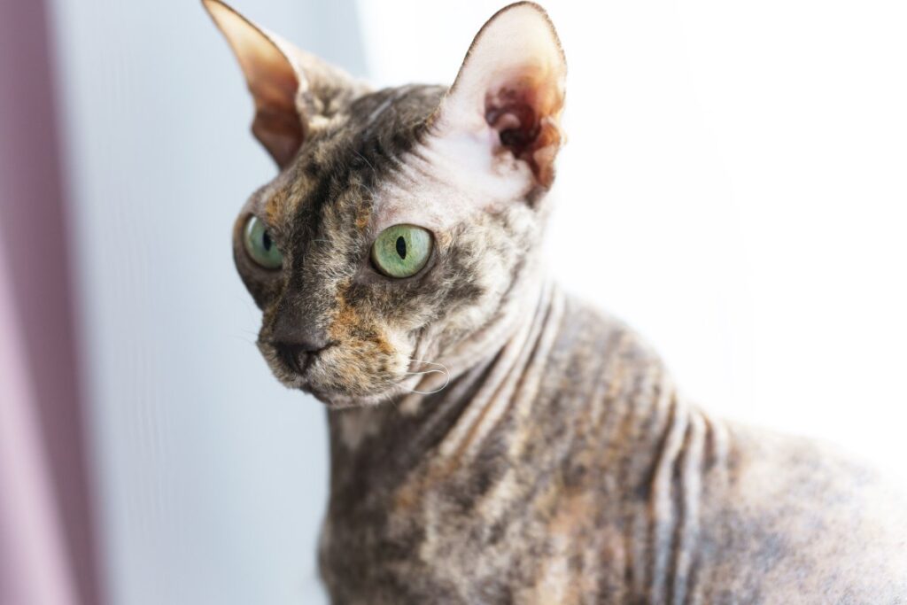 Portrait of a Donskoy cat