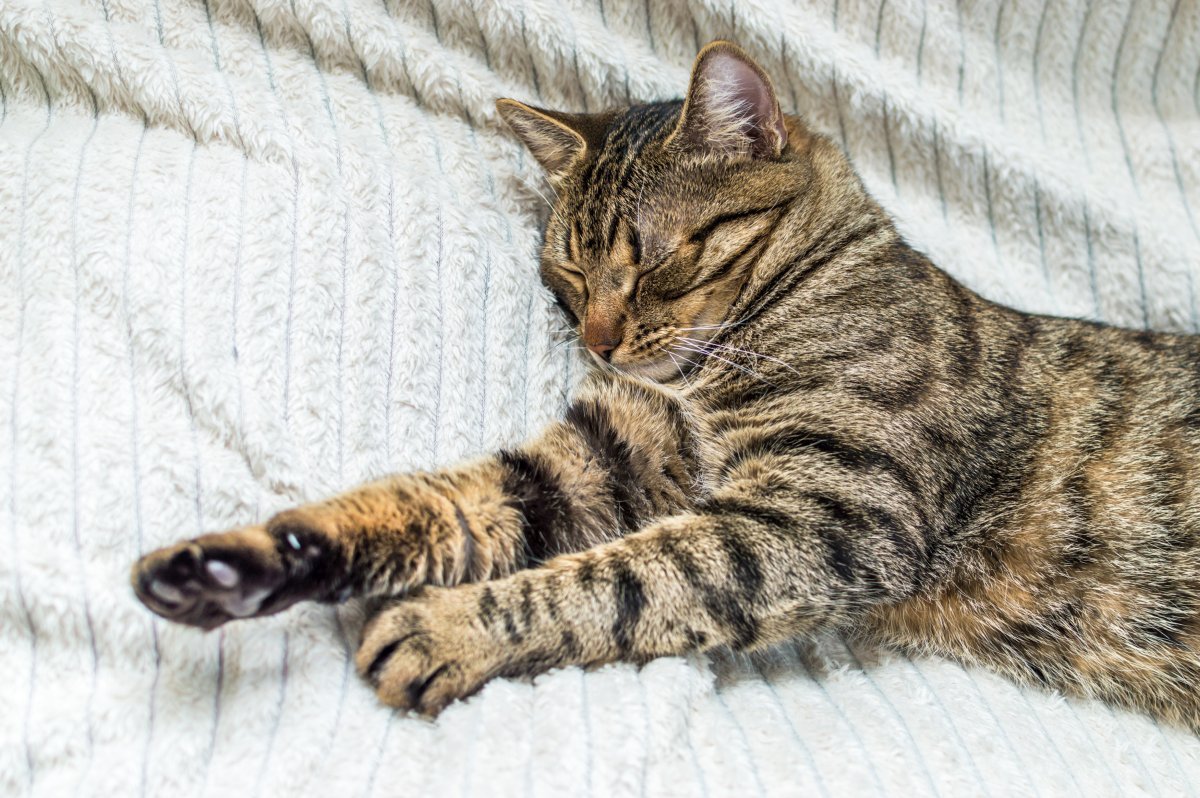 Cats Sleeping in Your Bed - 3 Reasons Why It’s Not a Good Idea