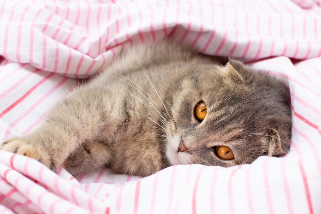 Scottish Fold cat lying on the bed