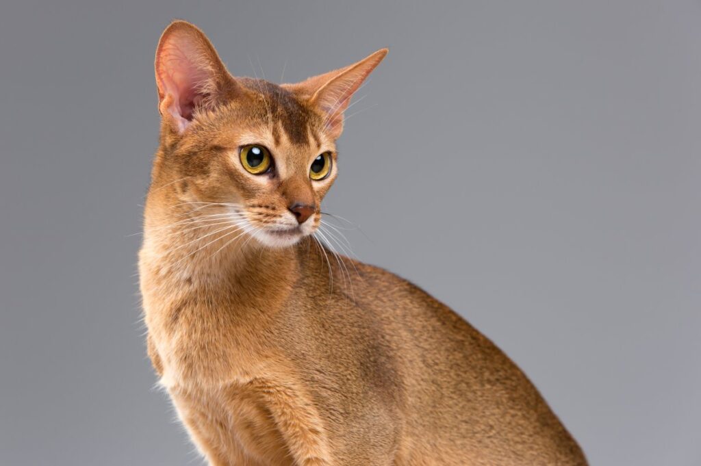Portrait of an Abyssinian cat