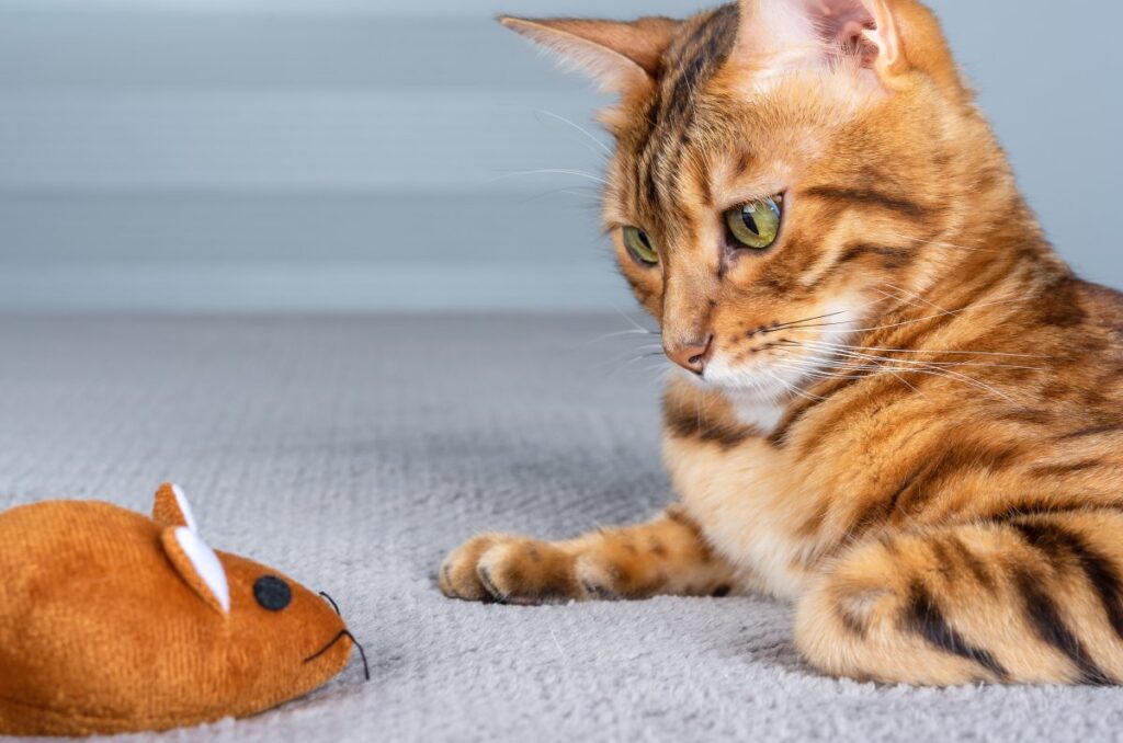 A Bengal cat is gazing at a mouse toy