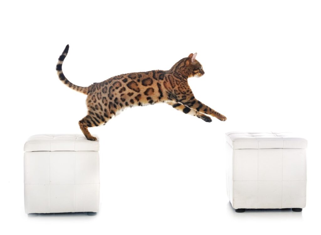 A bengal cat is jumping