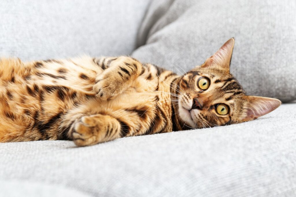 Bengal cat resting on sofa