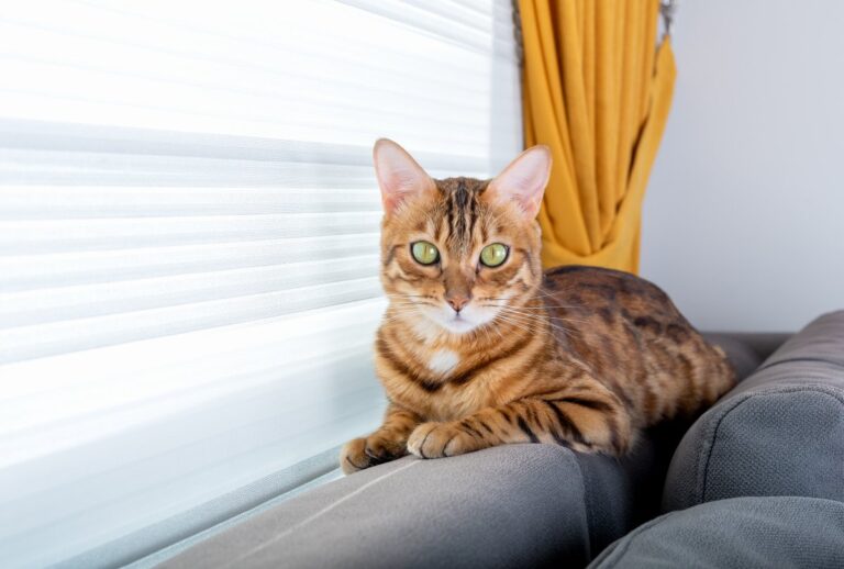 A Bengal cat sits on the sofa