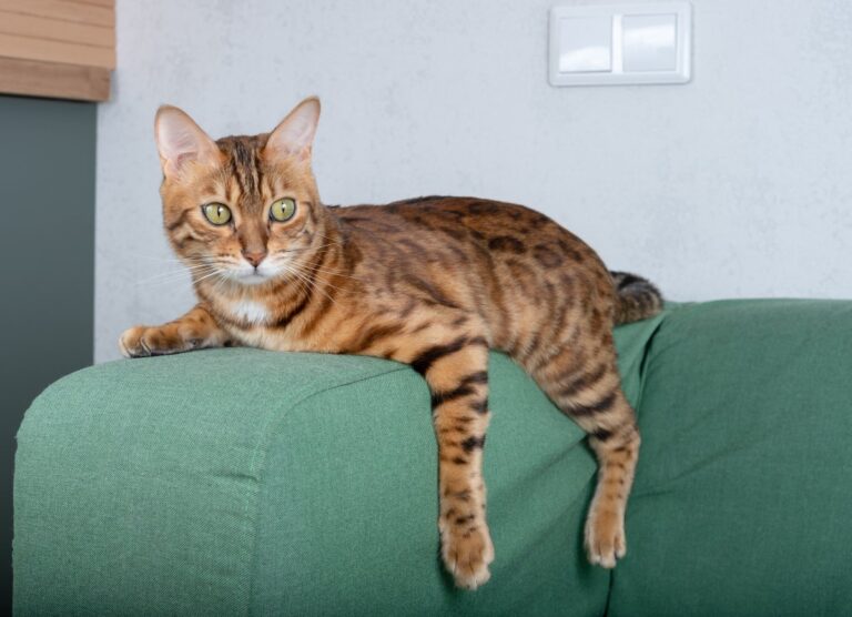 Bengal cat lying on sofa