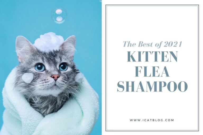 The Best Flea Shampoos of 2021 for Your Kitten