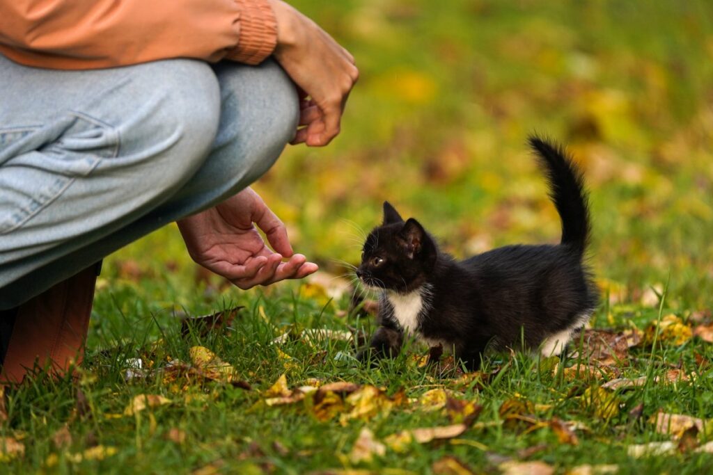 Black Kitten Walks to a Human