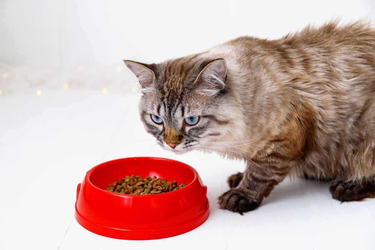 Brown Cat Eating from Red Bowl