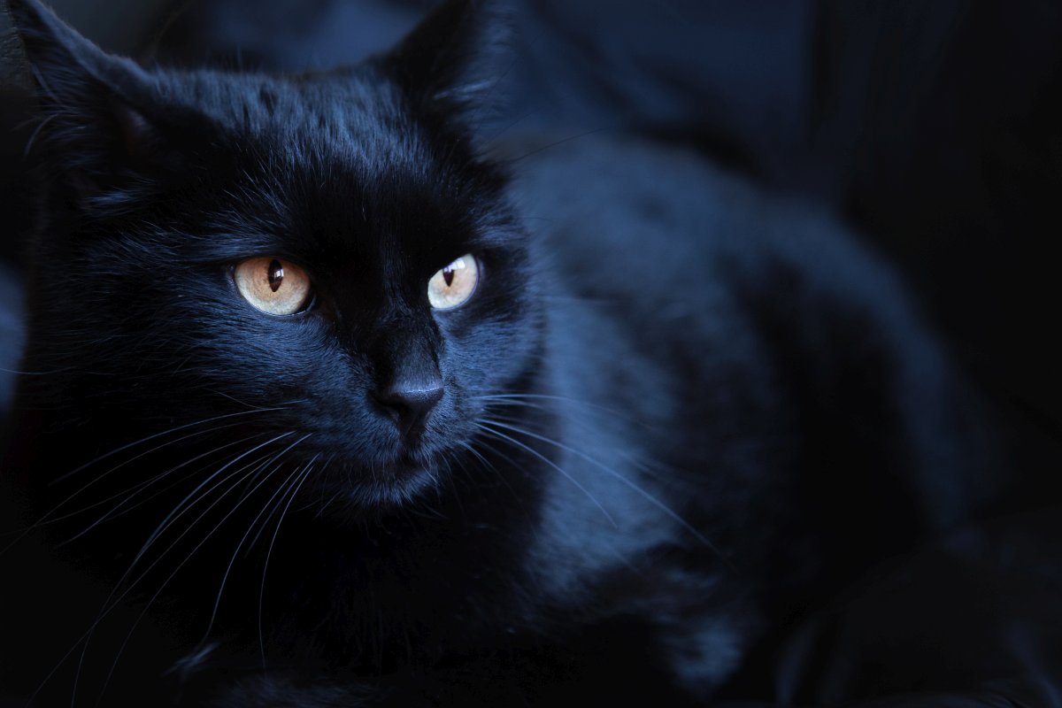 Black cat at a dark night