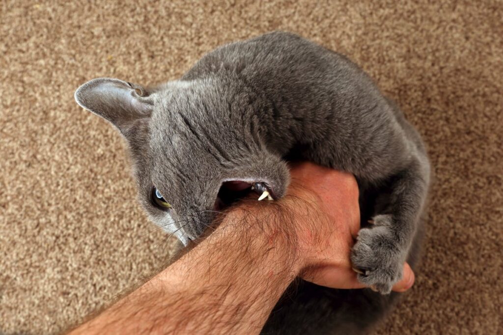 A cat claws and bites its owner's hand