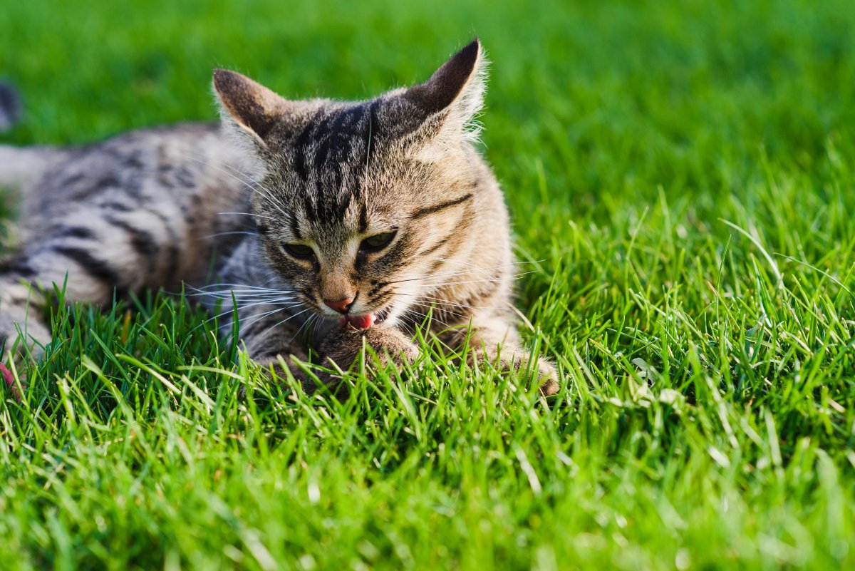 Understanding Why Your Domesticated Cat Hunts