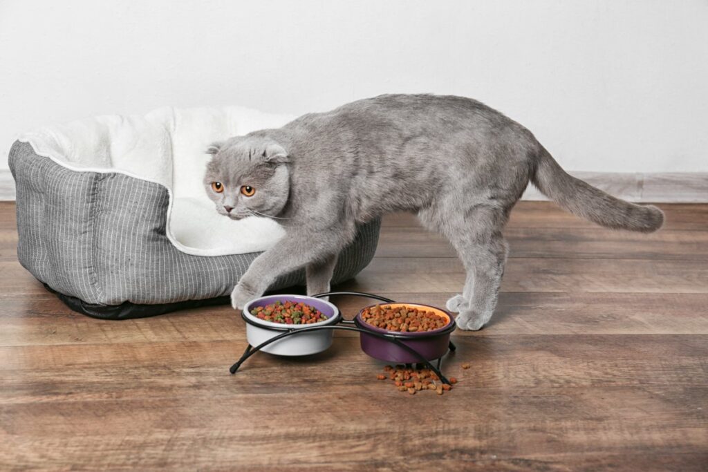 A cat is eating dry foods